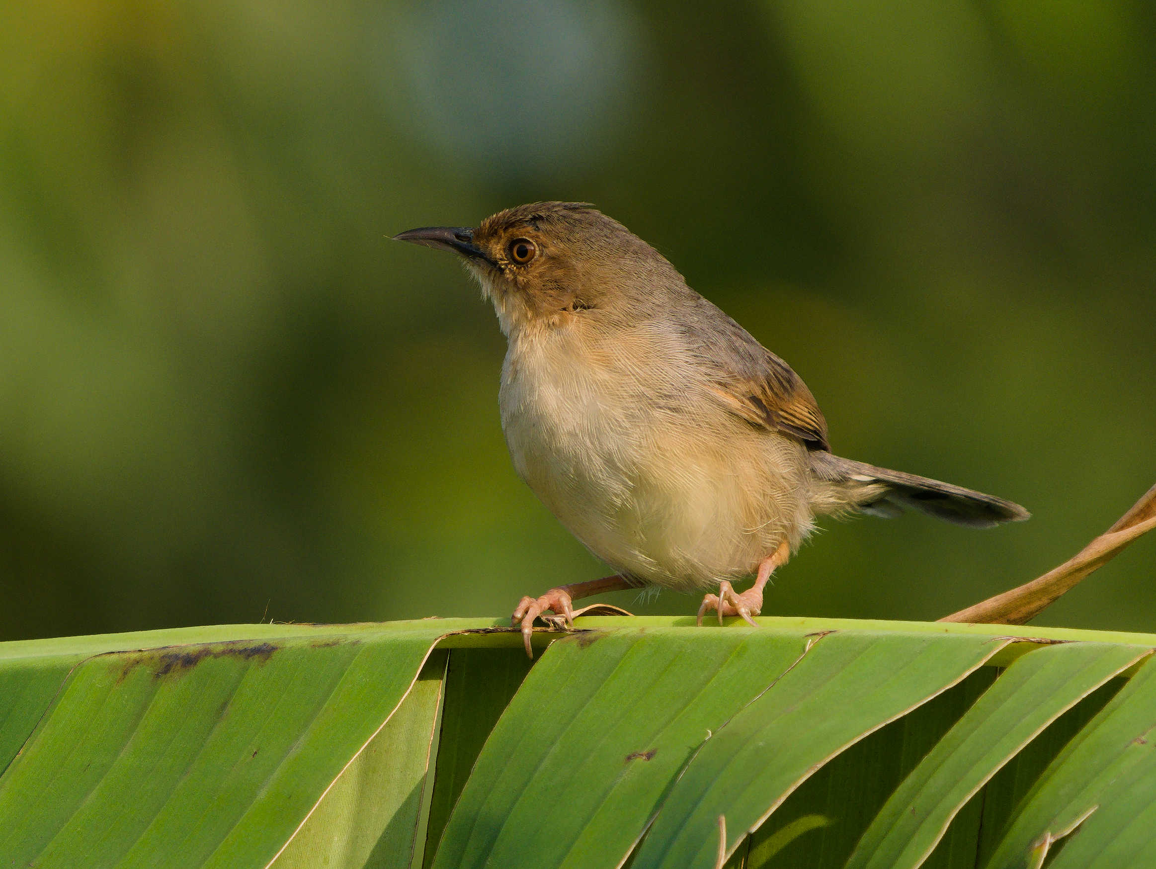 Red Faced Cisticola 2.jpg