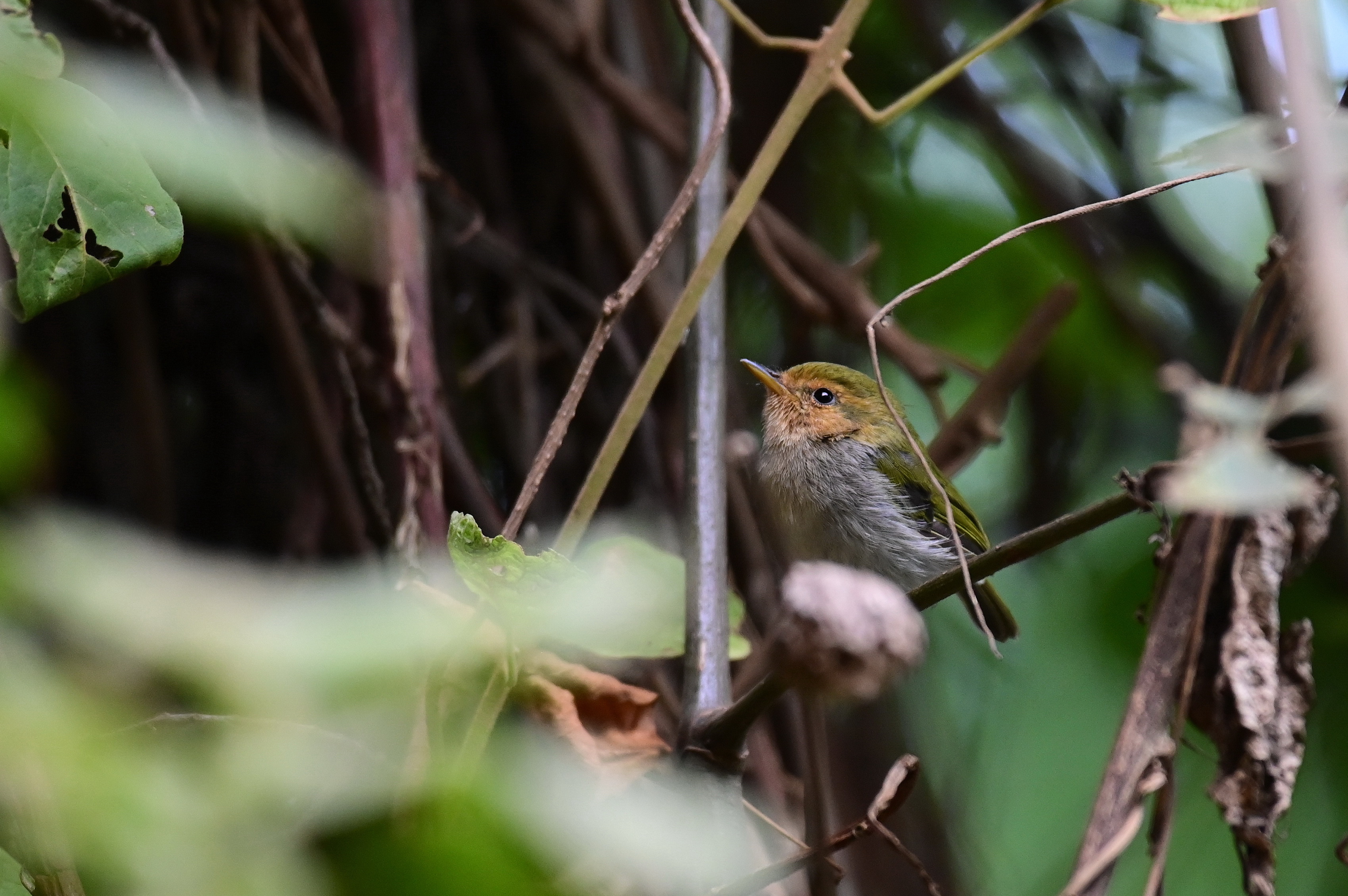 Red-faced Woodland Warbler