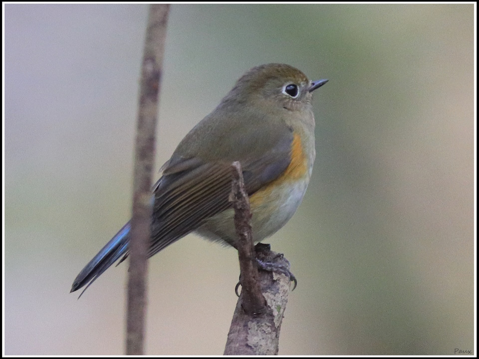 Red-flanked Bluetail