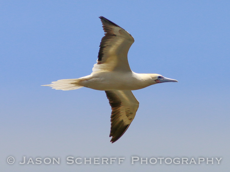 Red-footed booby