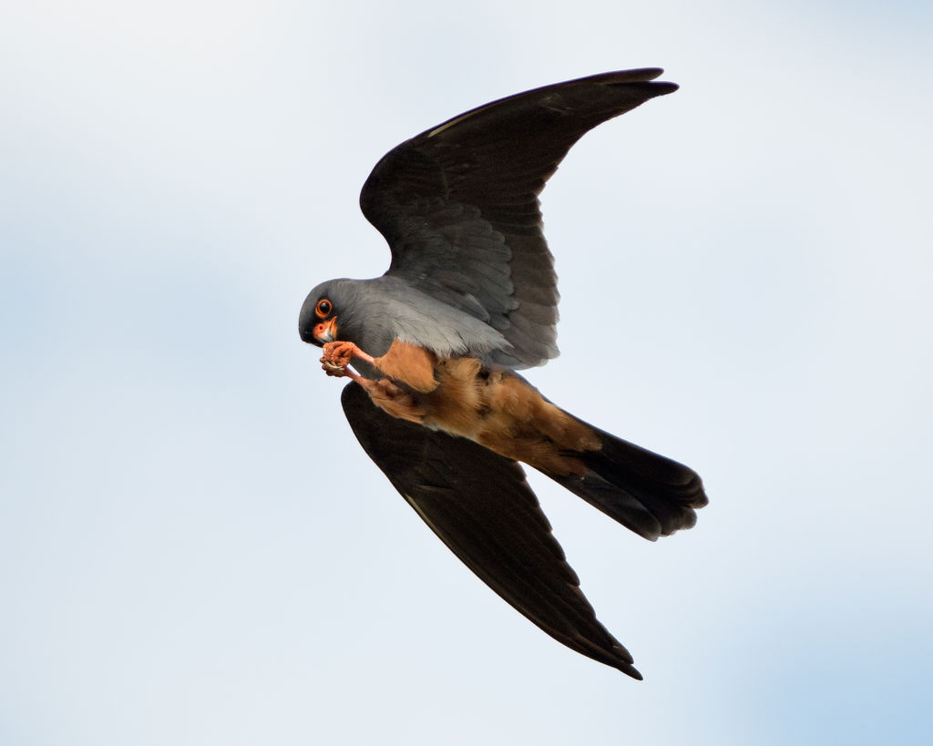 Red-footed Falcon