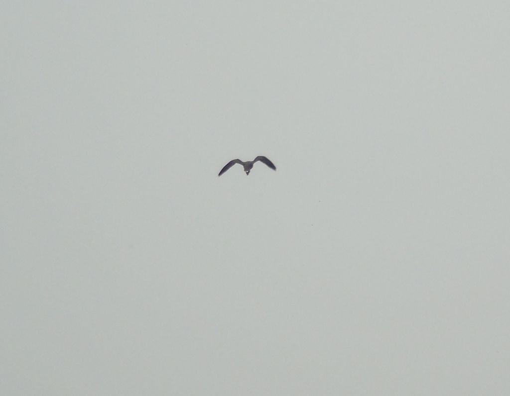 Red-footed falcon