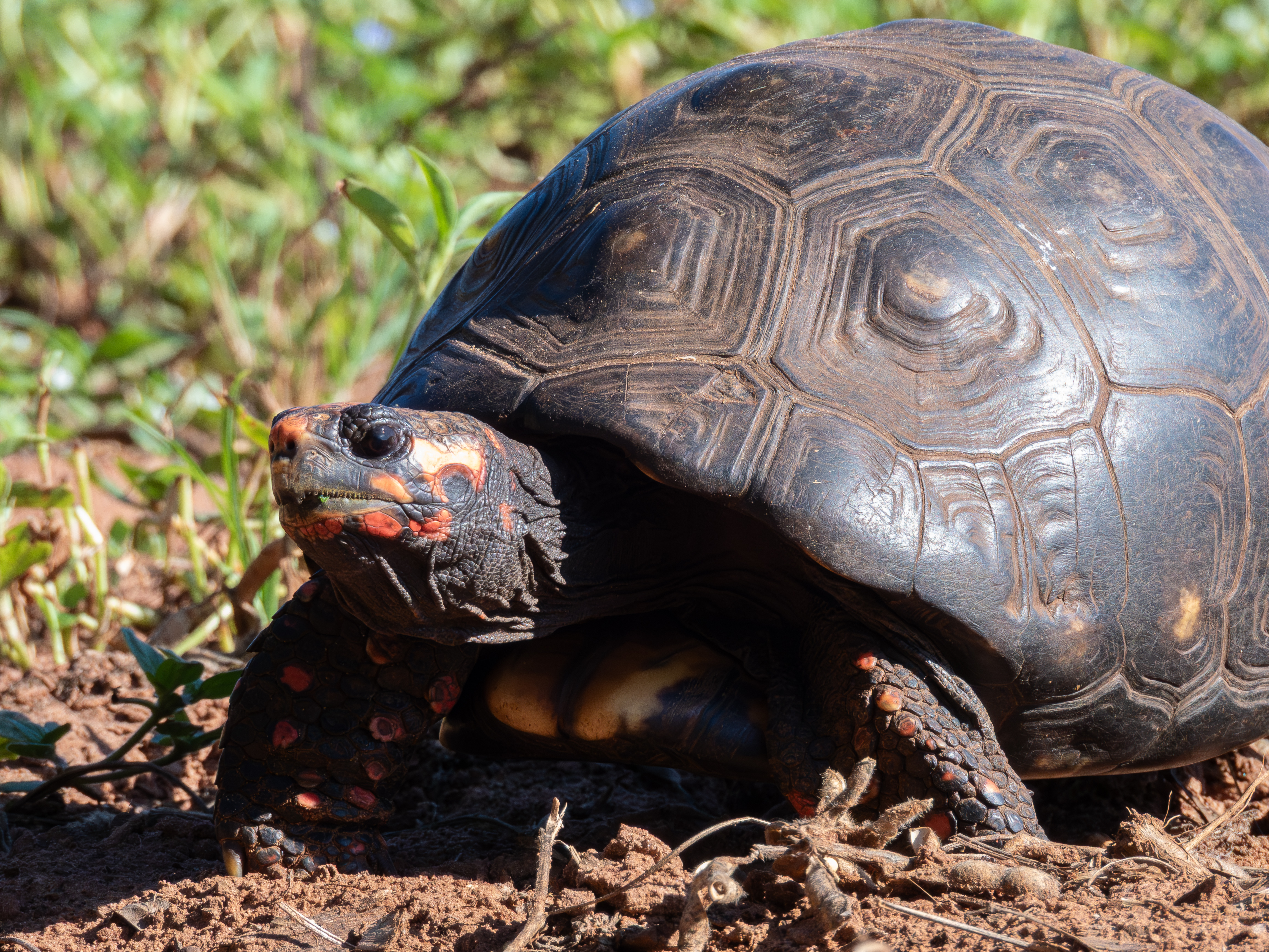 Red-footed tortoise