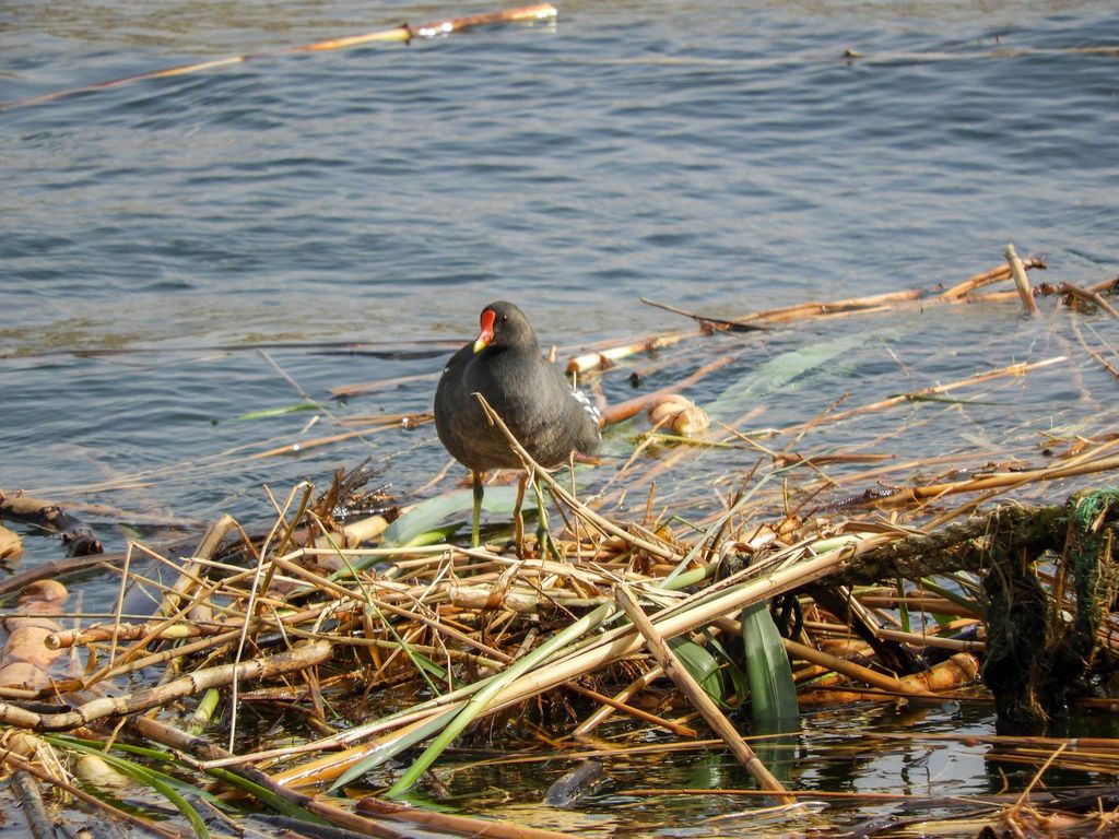 Red Fronted Coot, Aswan