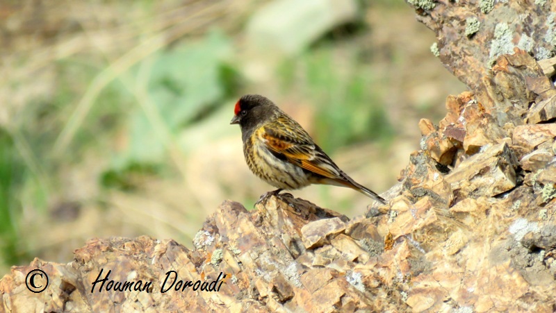 Red-fronted Serin , Male