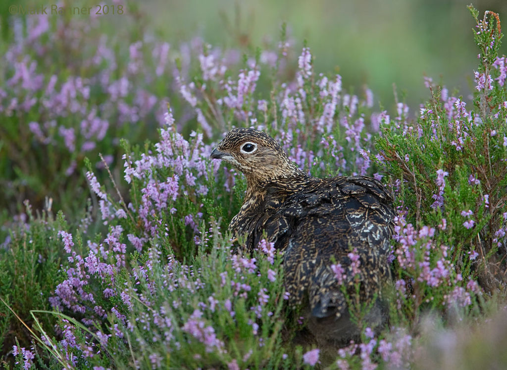 Red grouse juvenile