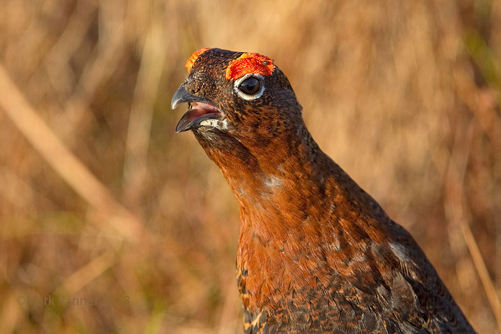 Red Grouse portrait