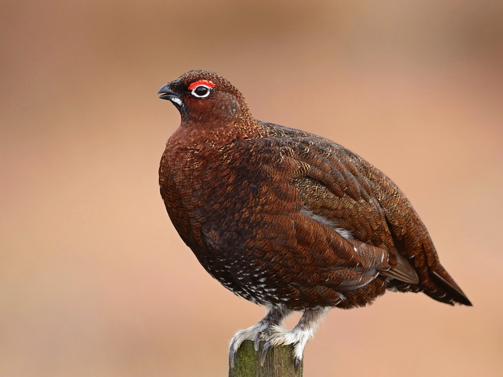 red grouse