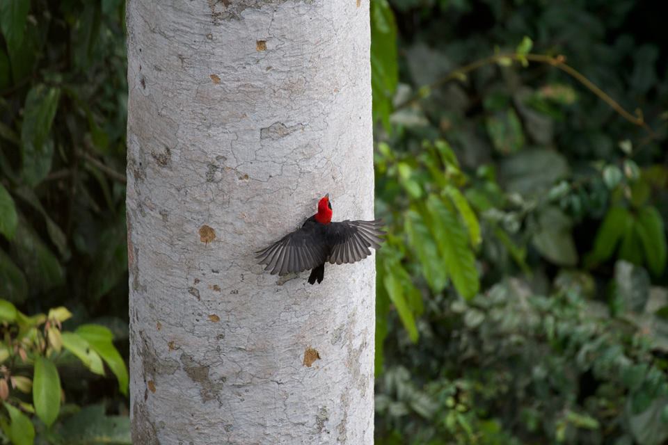 Red headed malimbe