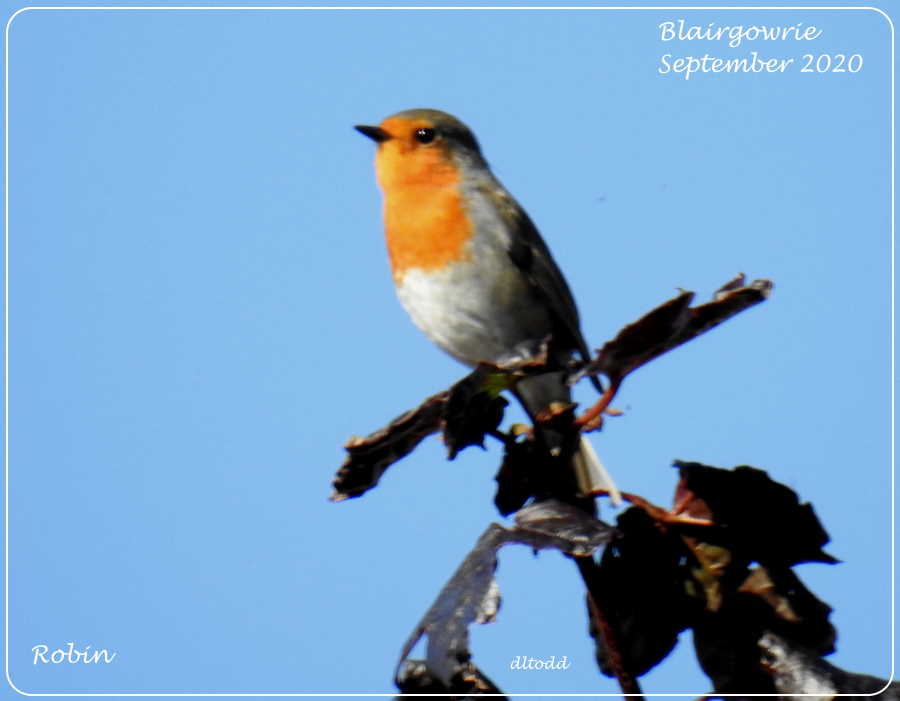 Red in the blue (European Robin)