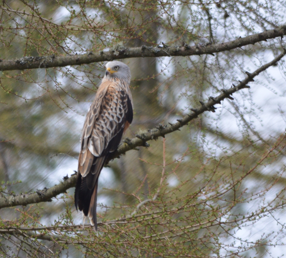 Red Kite lookout