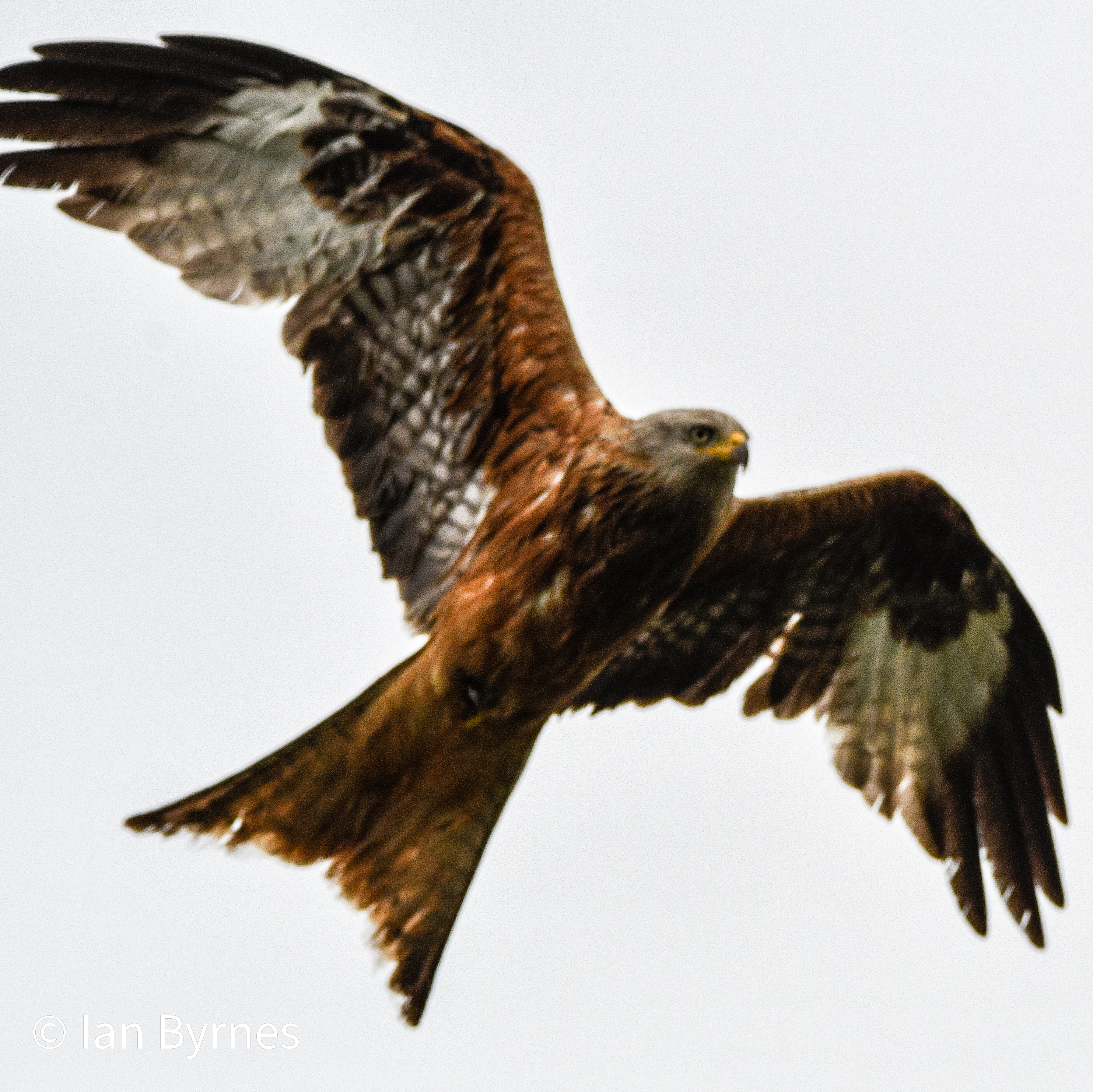 Red Kite (Milvus milvus)