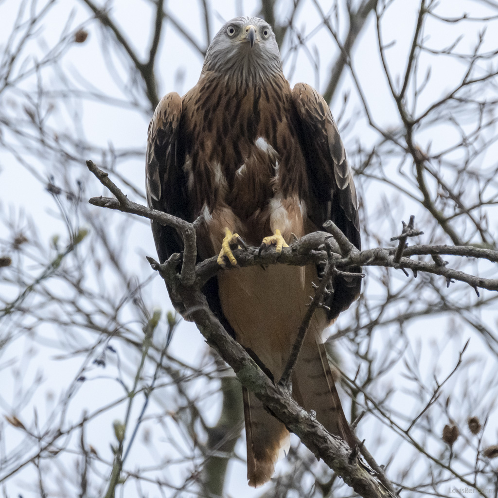 Red Kite perching