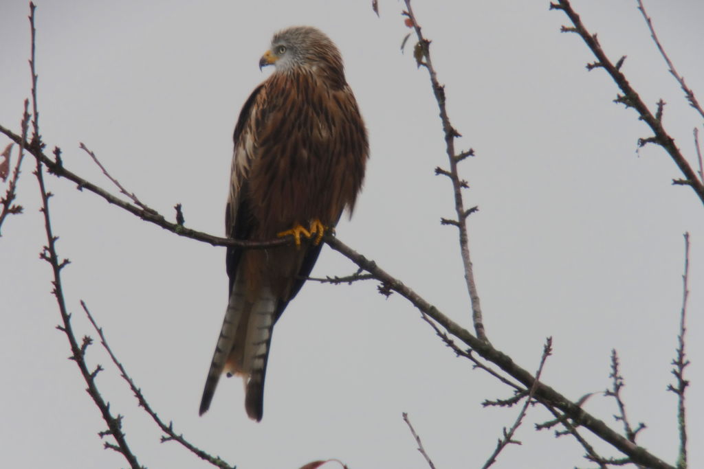 Red Kite Resting