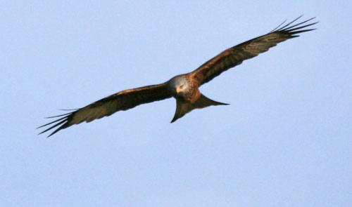 Red Kite