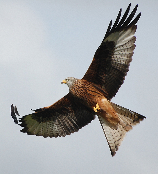 Red Kite.