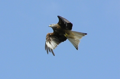 Red Kite