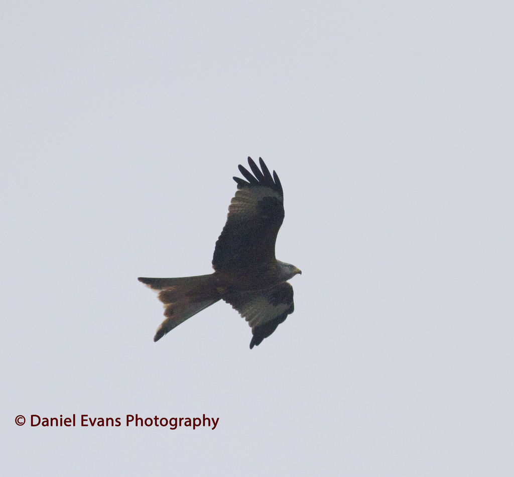 Red Kite