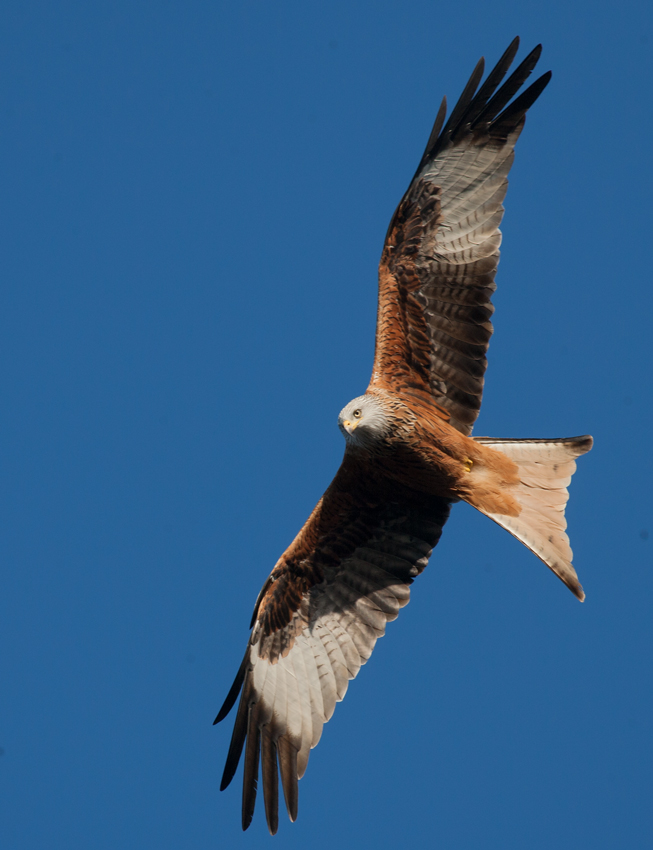 Red Kite