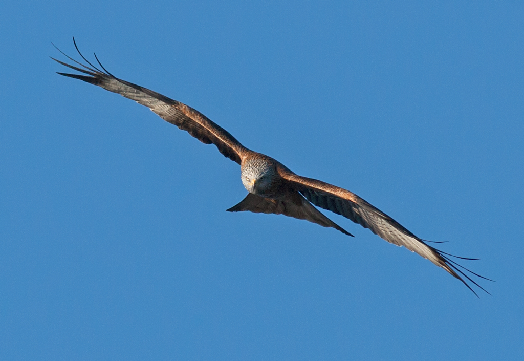 Red Kite