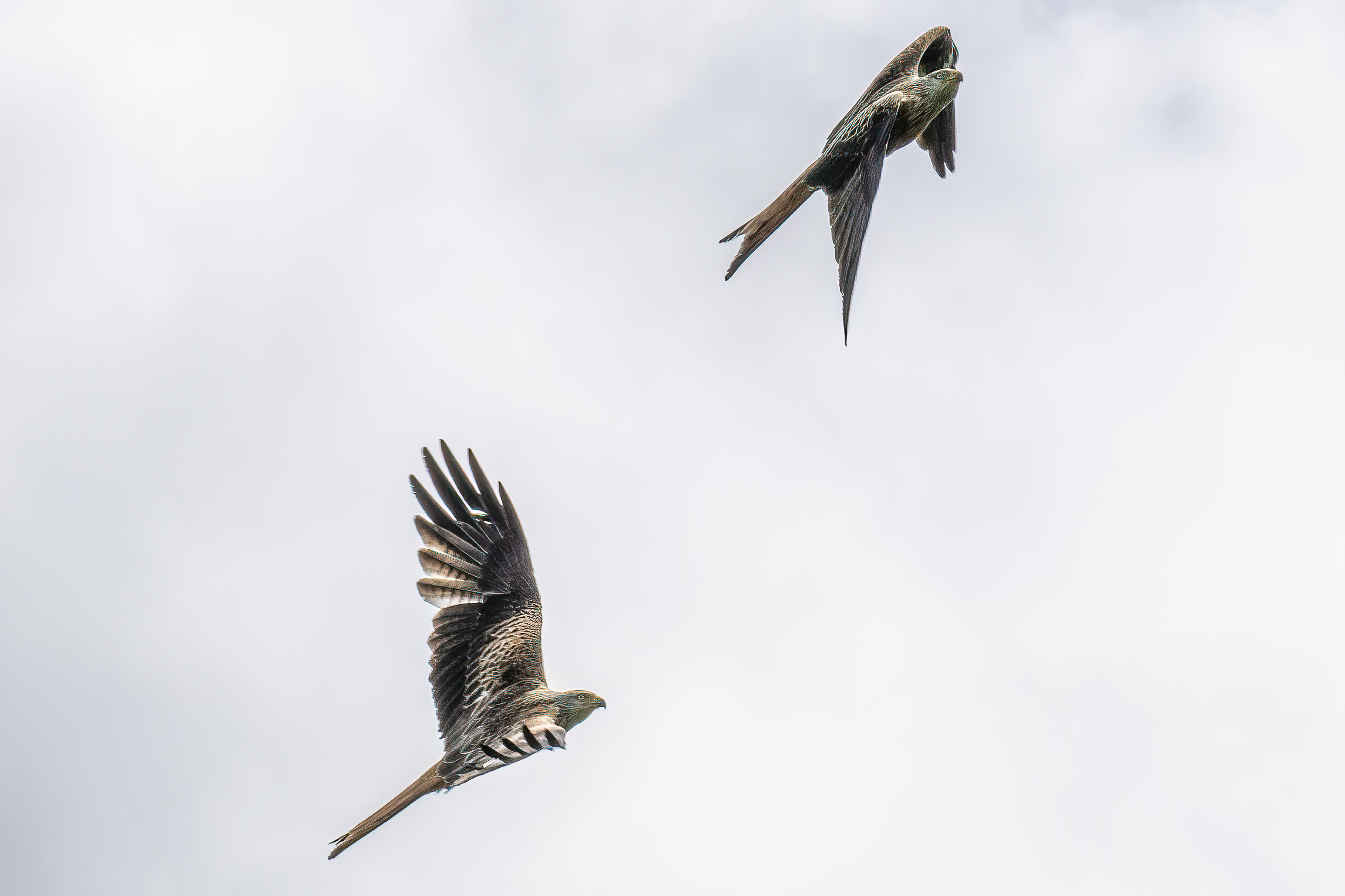 Red kites playing in the sunlight (corrected - thanks Neil)