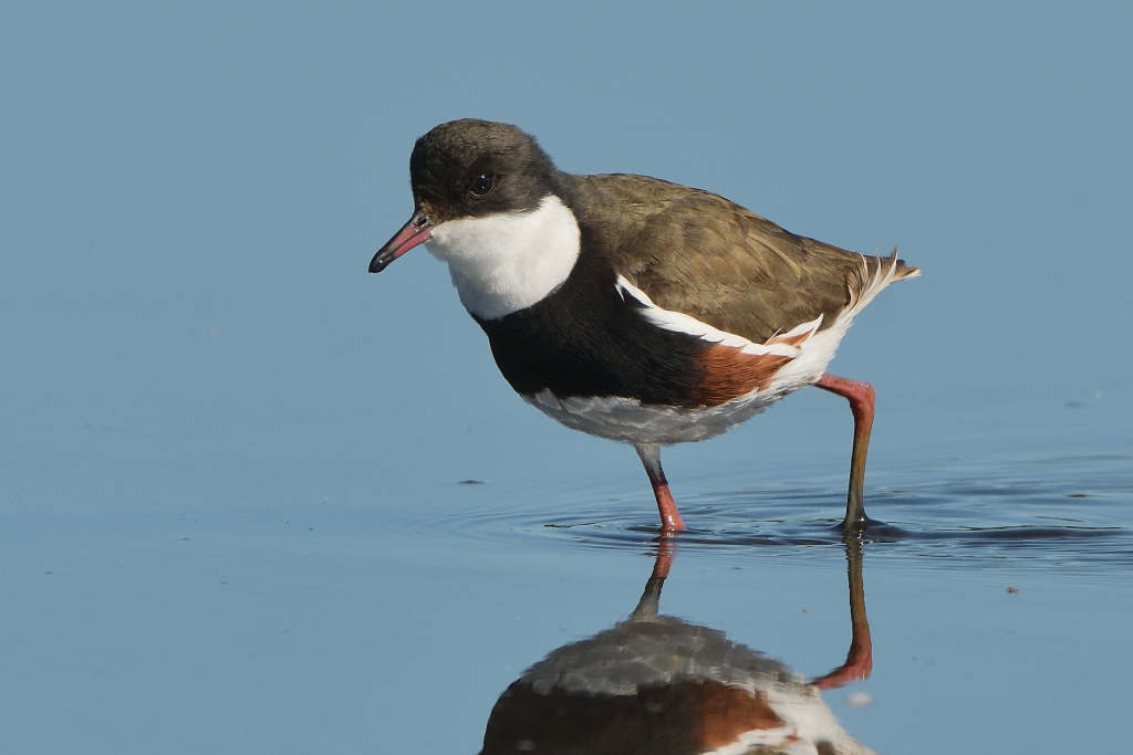 Red-kneed Dotterel