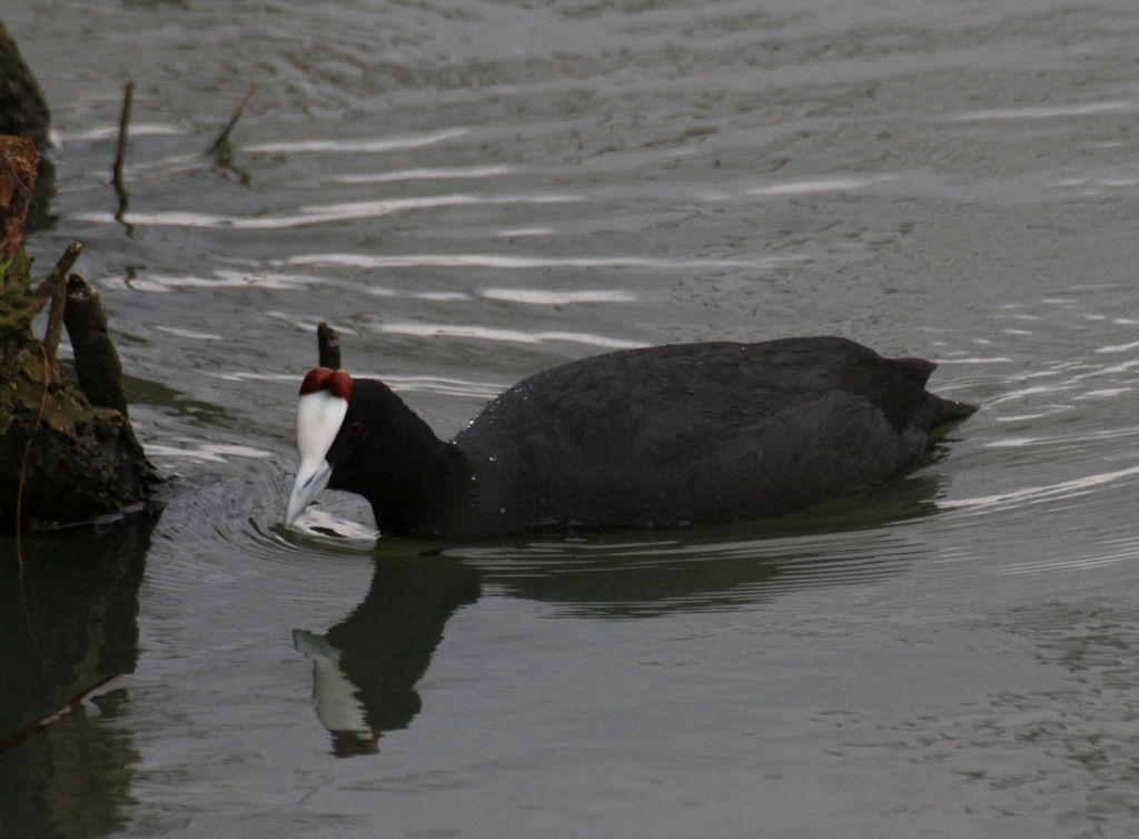 Red-knobbed Coot