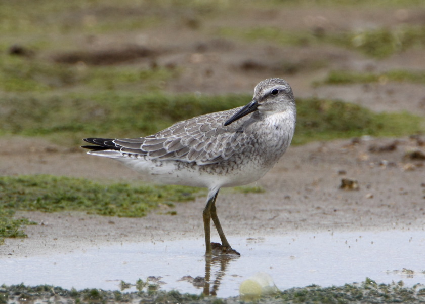 RED KNOT