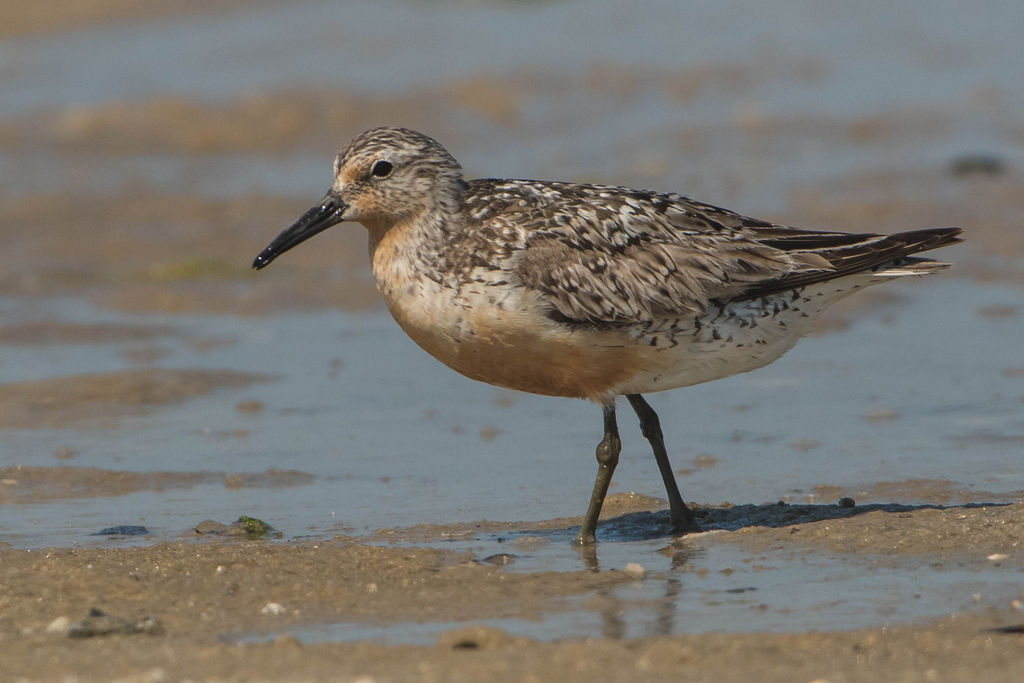 red knot