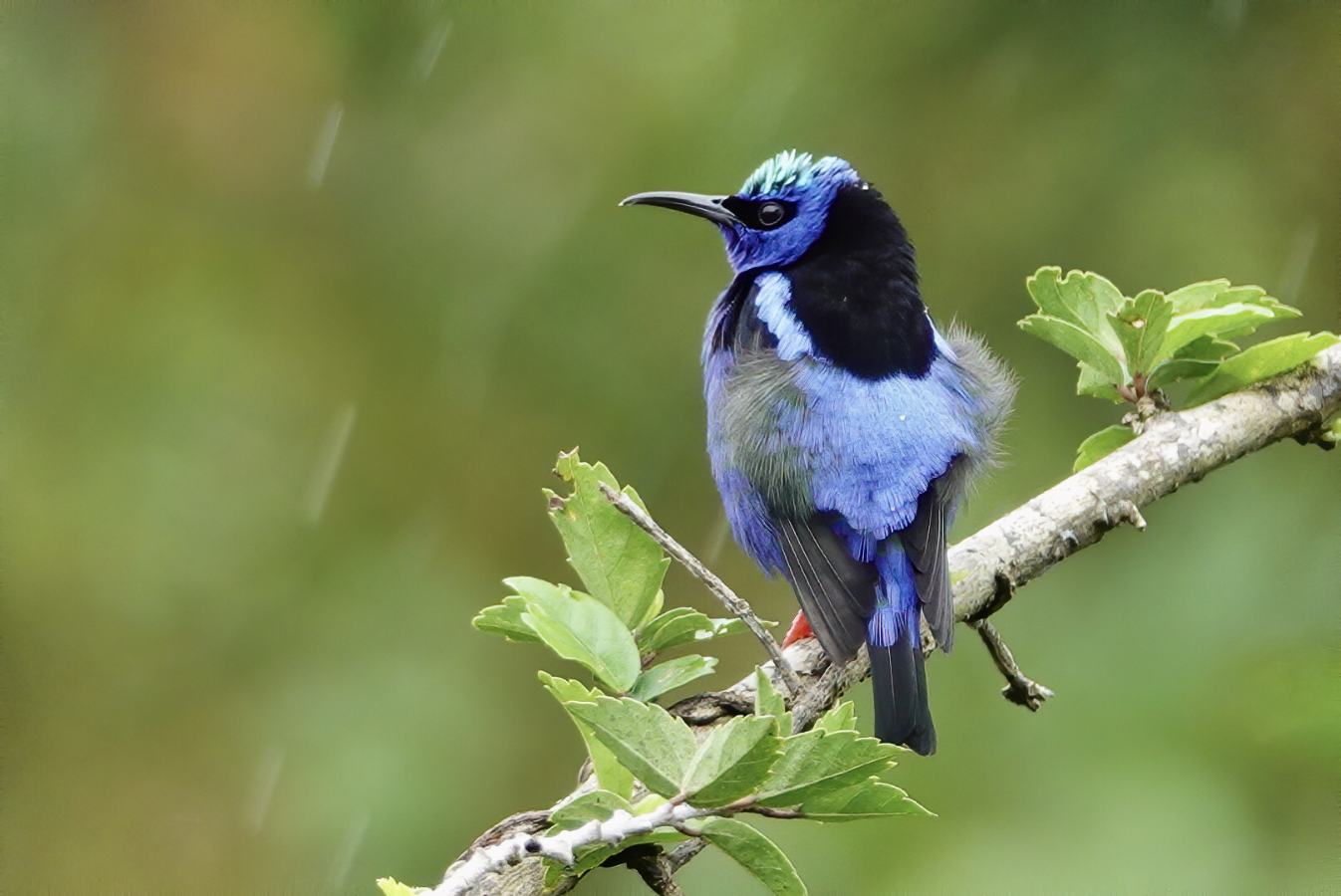 Red-legged Honeycreeper