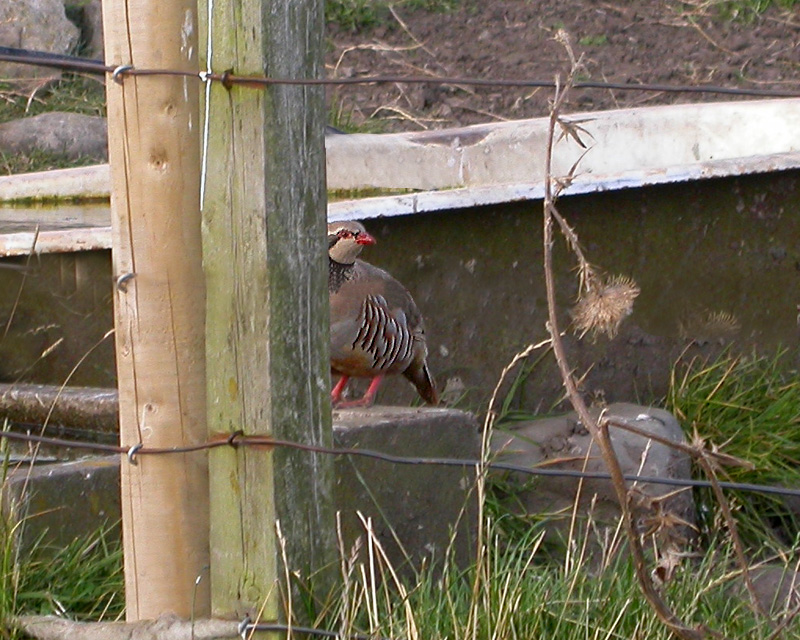 Red-legged Partridge