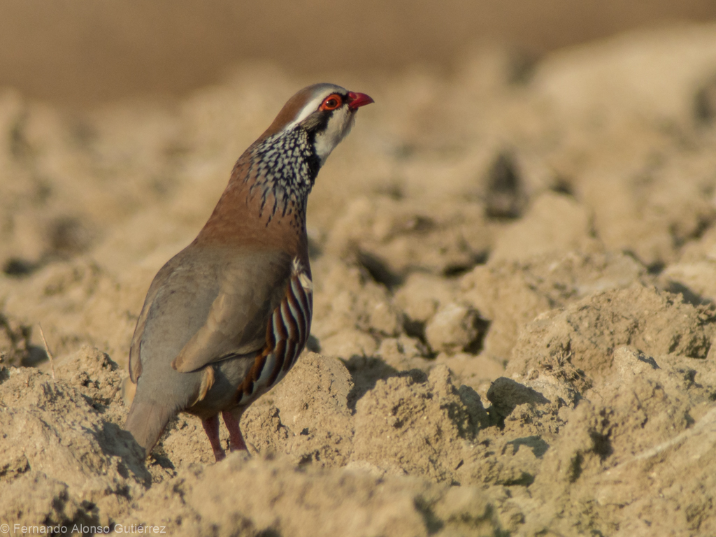 Red-legged partridge
