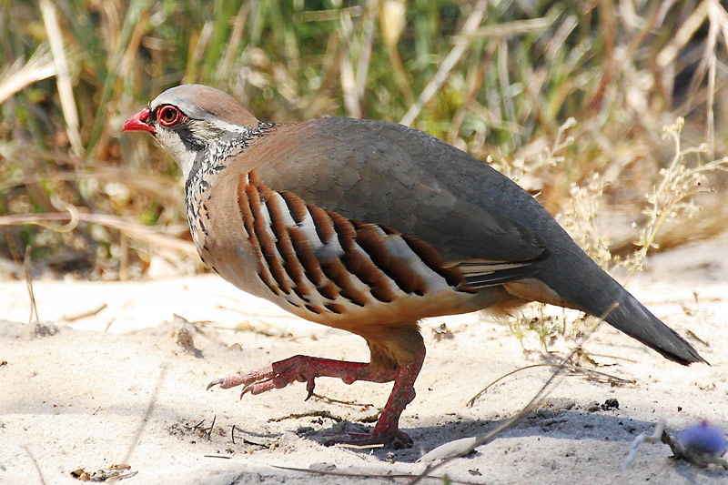 Red-legged Partridge