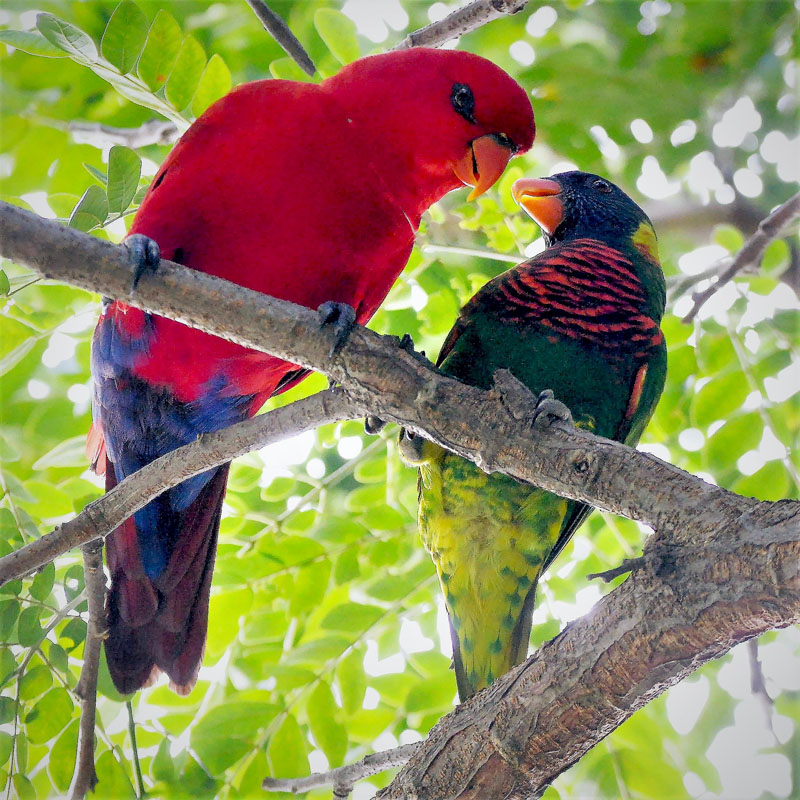 Red Lory and Coconut Lorikeet