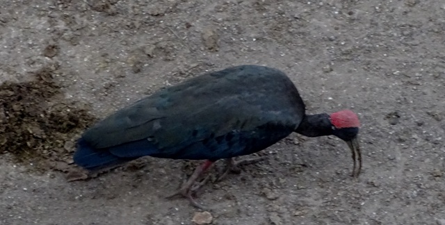 Red-naped Ibis