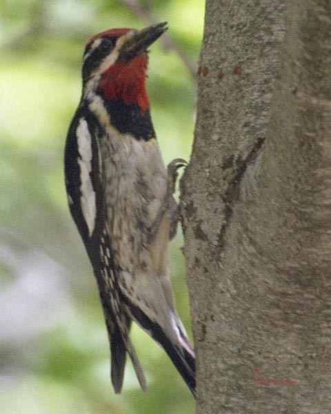 Red-naped Sapsucker