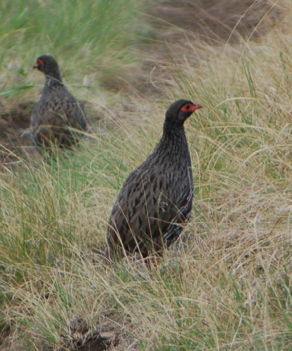 Red necked Francolin