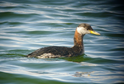 Red-necked grebe