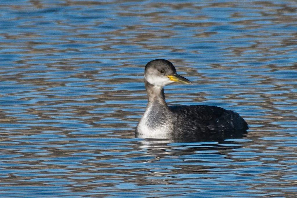 Red-necked grebe