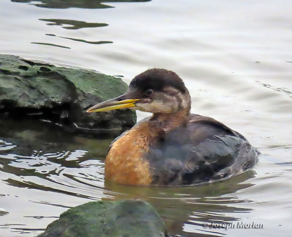 Red-necked Grebe