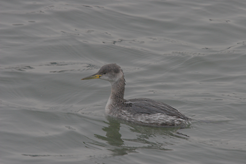 Red-necked Grebe