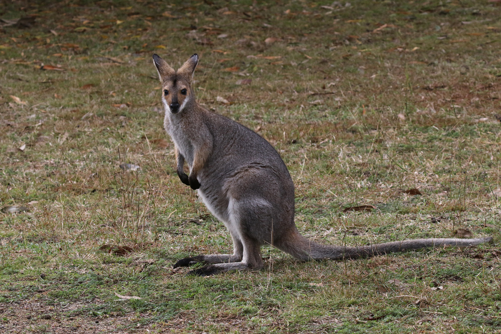Red-necked Wallaby-morning visitor