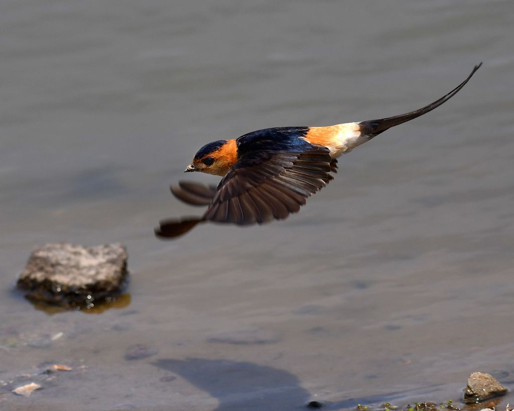 Red rumped Swallow