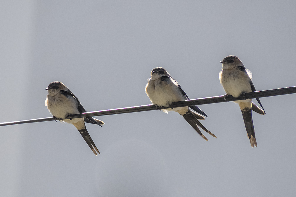 Red-rumped Swallows