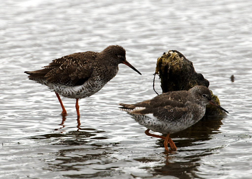 Red Shanks