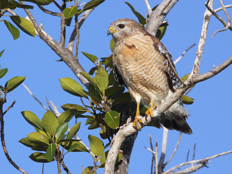 Red-shouldered Hawk, Florida | BirdForum