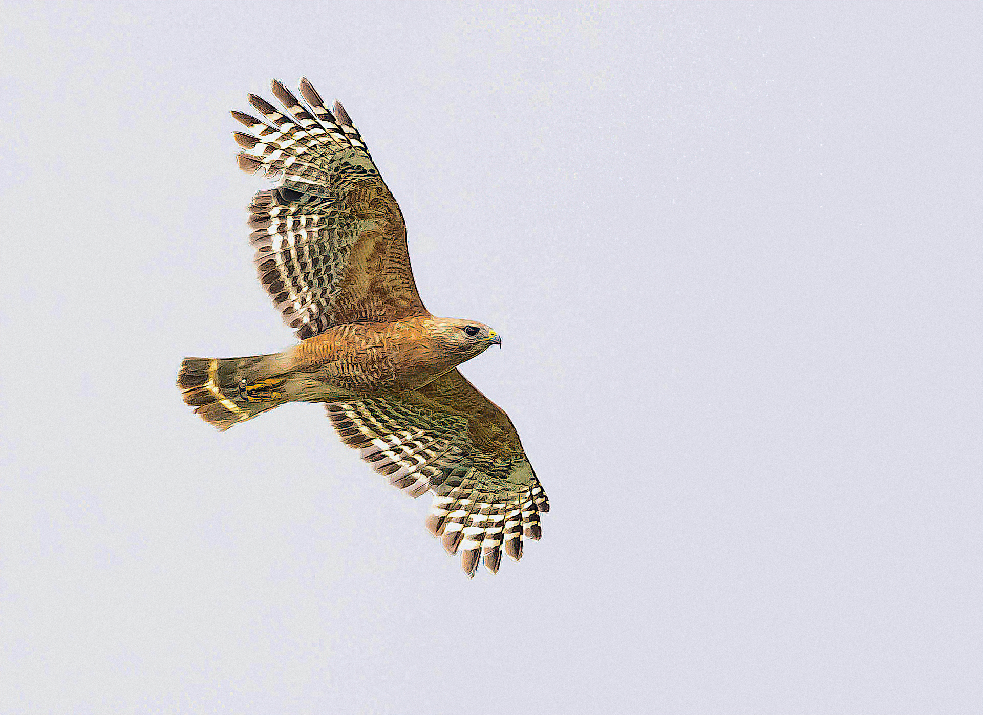 Red-shouldered Hawk Flying With Its Offspring