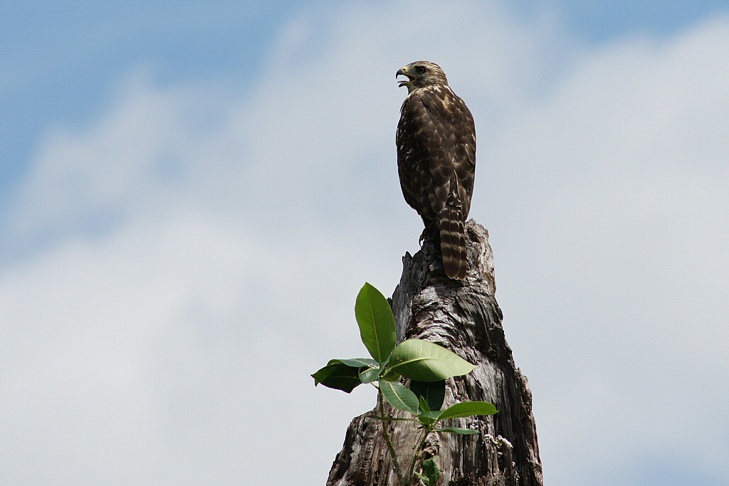 Red-Shouldered hawk - juvenile