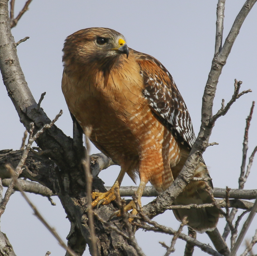 Red shouldered hawk