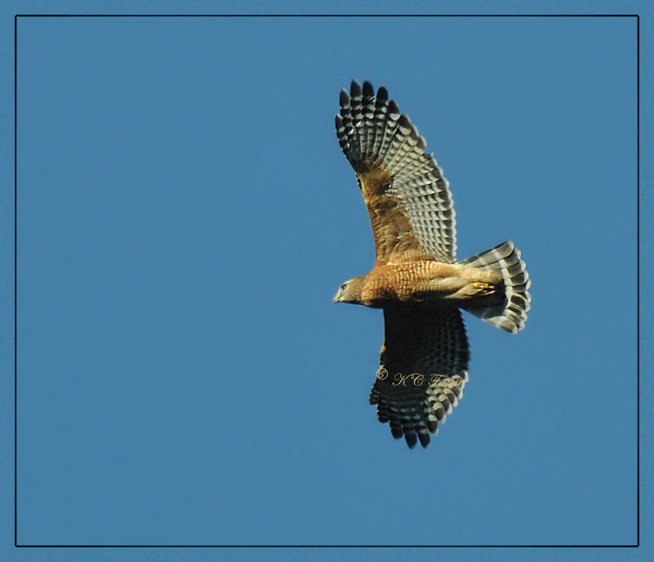 Red-shouldered Hawk